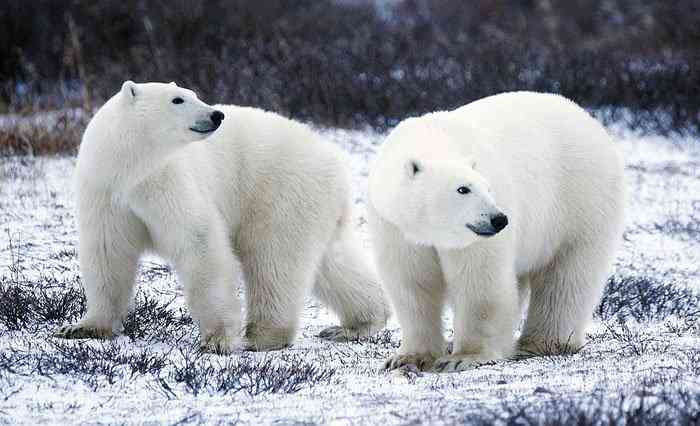 The best time to see polar bears - Natural World Safaris