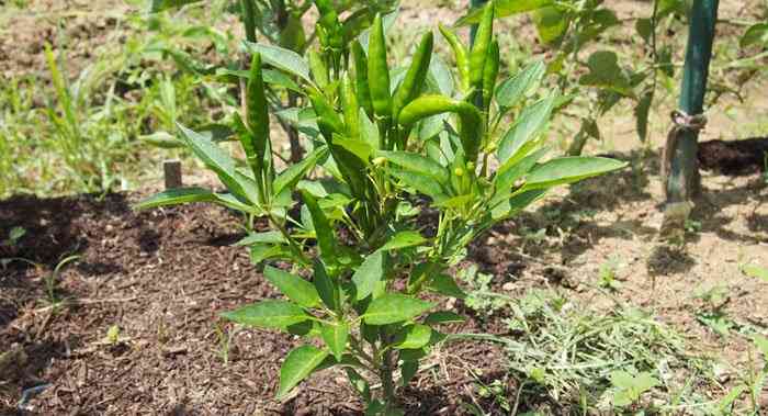 Cayenne Pepper, a Crazy Healthy Spice in ground view